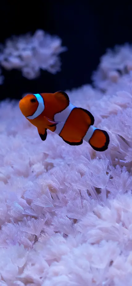 Clownfish swim near pulsing xenia coral.