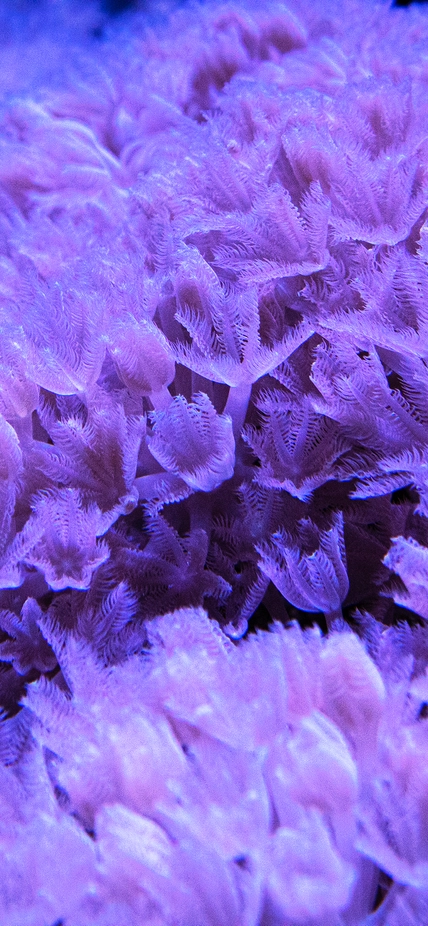 Coral growing at the Department of Embryology