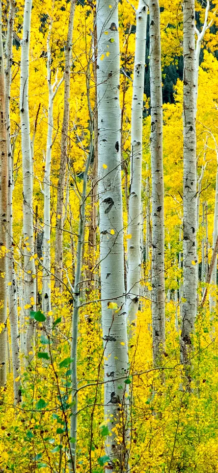 A grove of aspens with yellowing leaves. 