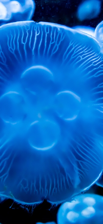 Bioluminescent Moon Jellyfish