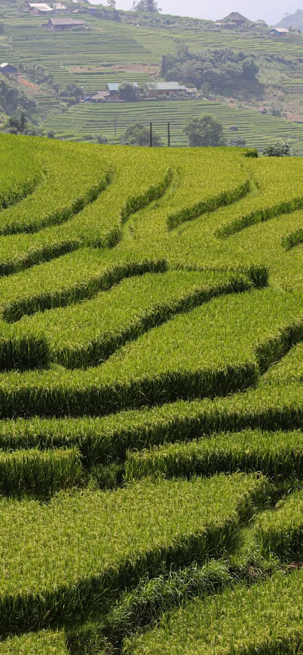 Terraced rice fields in Vietnam. Photo by Nathan Cima courtesy of Unsplash.  