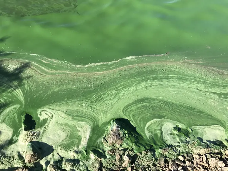 The Nature Water cover image shows cyanobacterial scum from a harmful algal bloom in Milford Lake located in Kansas, United States. Cyanobacterial toxins such as microcystin produced by these blooms threaten water resources around the globe. Regions with the highest risk for elevated microcystin concentrations are expected to shift to higher latitudes under global warming. Image is courtesy of Ted D. Harris, Kansas Biological Survey and Center for Ecological Research, University of Kansas.