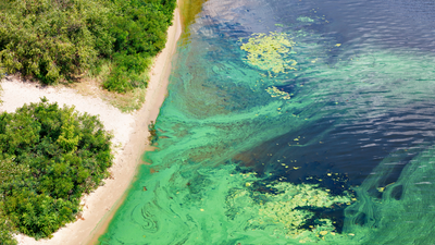 Coastal algal bloom discolors the water. Image purchased from Shutterstock. 