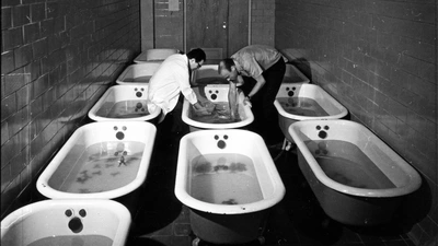 n Brown (right) and a colleague work with frogs housed in clawfoot tubs at Carnegie’s Baltimore research facility in the 1970s. Photo is courtesy of the Carnegie Institution for Science.