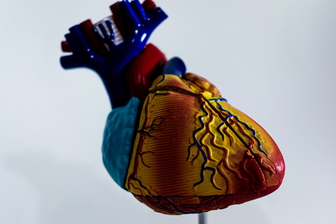 model heart in blue, red, and yellow. 