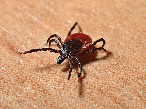 A red tick crawls across a surface. 