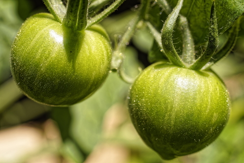 Tomatoes on the vine courtesy Pixabay. 