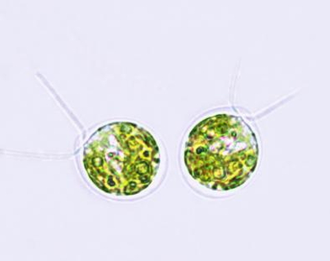 Burlacot and his collaborators conducted their research using the photosynthetic alga Chlamydomonas reinhardtii. Microscopic image purchased from Shutterstock.