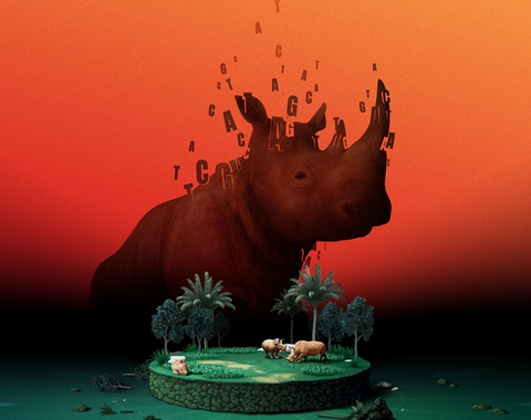 Artist’s concept illustrating the rhino's decreasing geographical range and loss of genetic variability. Artwork is courtesy of Mark Belan | artscistudios.com.