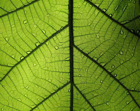 leaf-4702997_1920.jpg