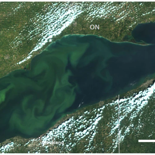 Great Lakes algal bloom - Lake Erie