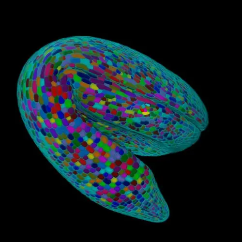 A 3D reconstruction of an Arabidopsis embryo. Different colors are used to annotate different cells. Image is courtesy of George W. Bassel