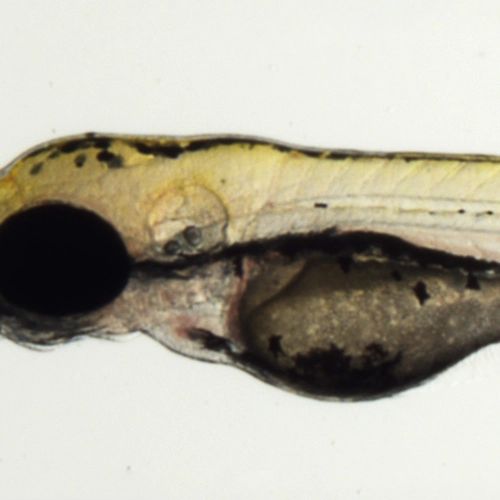 Experimental zebrafish larvae