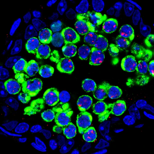 Transposons (green), flood germ cells (DNA-blue)—the precursor cells of sperm in the male mouse.