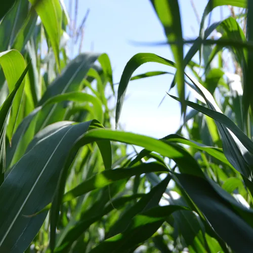 Tall stalks of corn growing under a blue sky. 