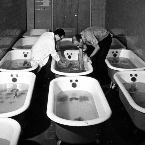 n Brown (right) and a colleague work with frogs housed in clawfoot tubs at Carnegie’s Baltimore research facility in the 1970s. Photo is courtesy of the Carnegie Institution for Science.